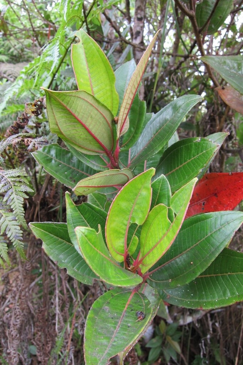 Miconia haemanthoides photo 7
