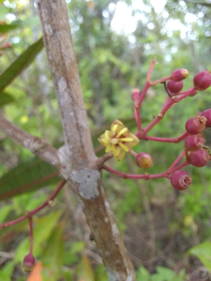 Miconia haemanthoides photo 8