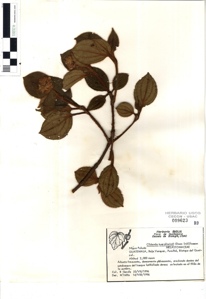Miconia hanstuerckheimii photo 2