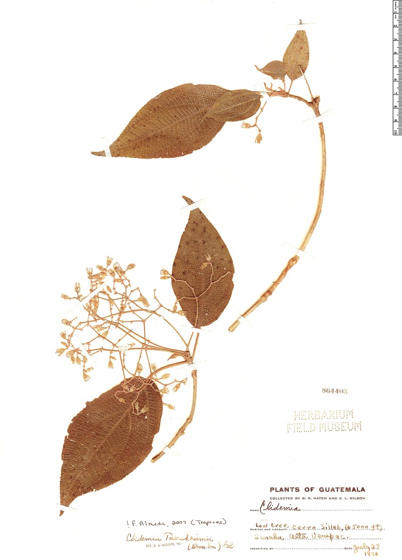 Miconia hanstuerckheimii photo 3