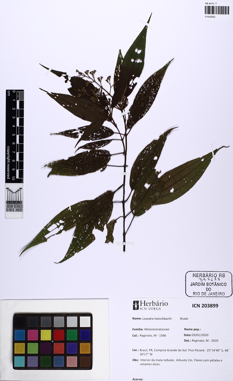 Miconia hatschbachii