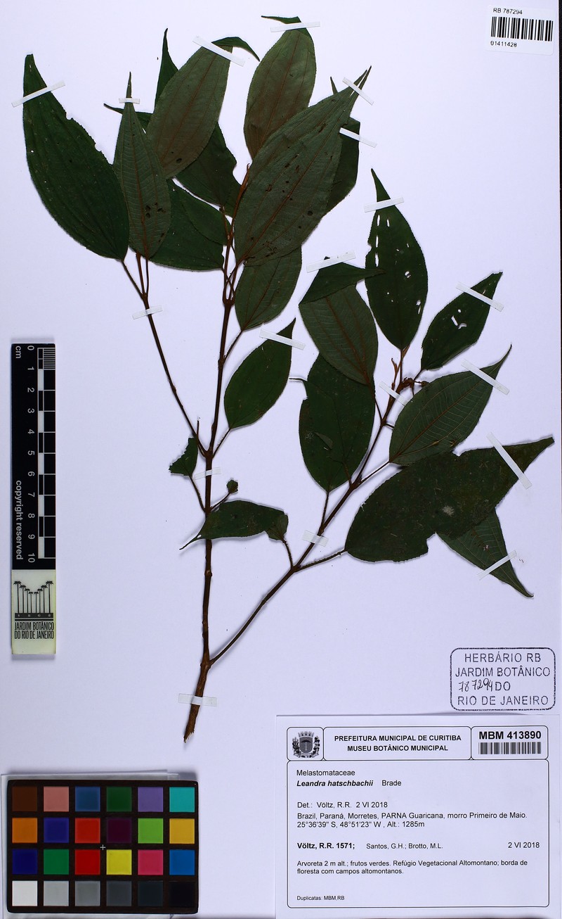 Miconia hatschbachii photo 2