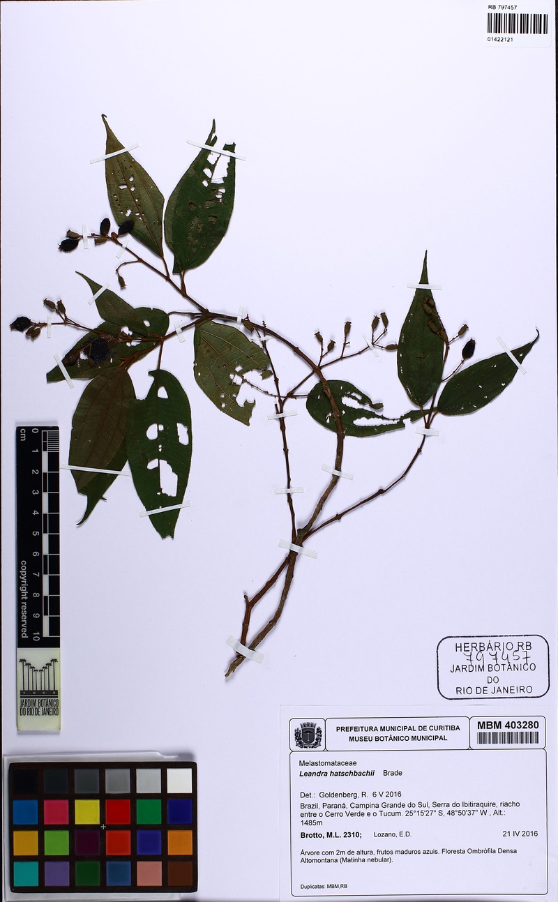 Miconia hatschbachii photo 3