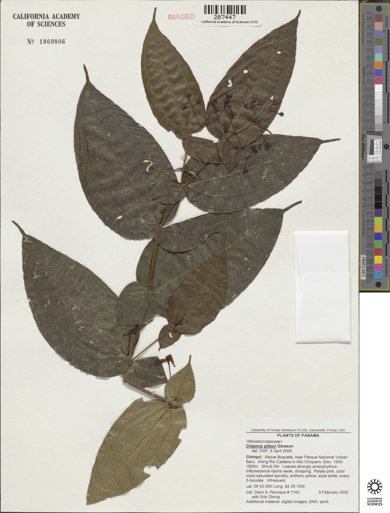 Miconia henripittieri
