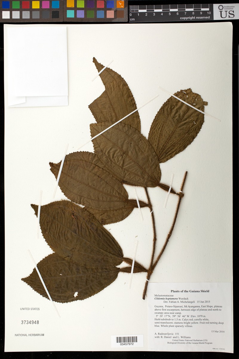 Miconia heptamera