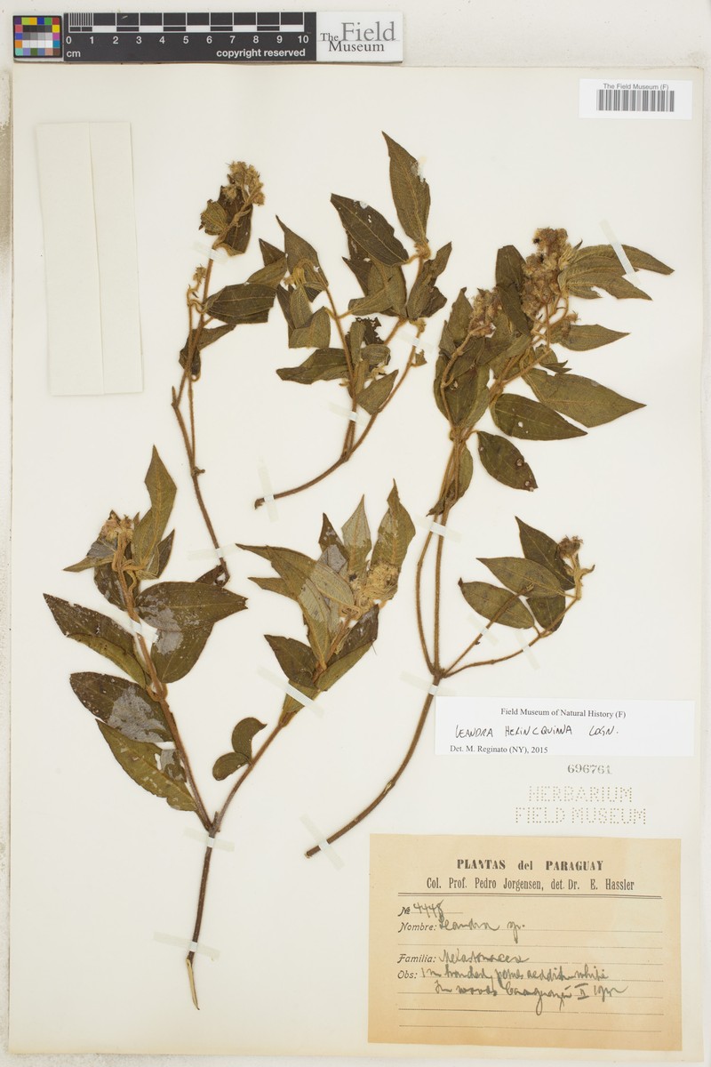 Miconia herincquiana