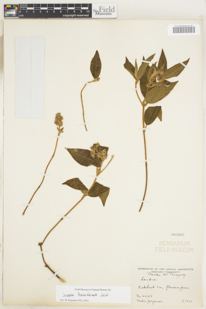 Miconia herincquiana photo 2