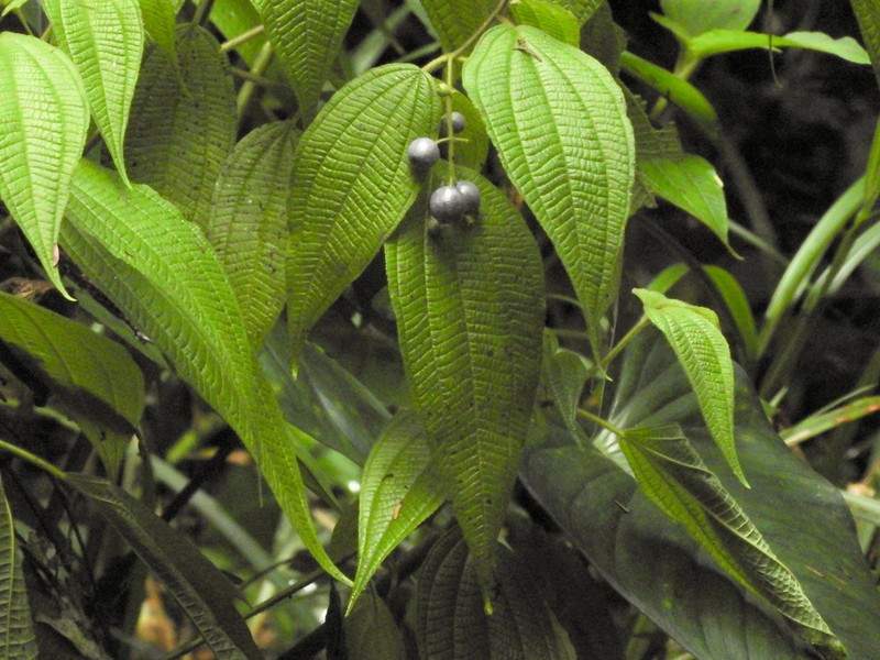 Miconia heteroclita