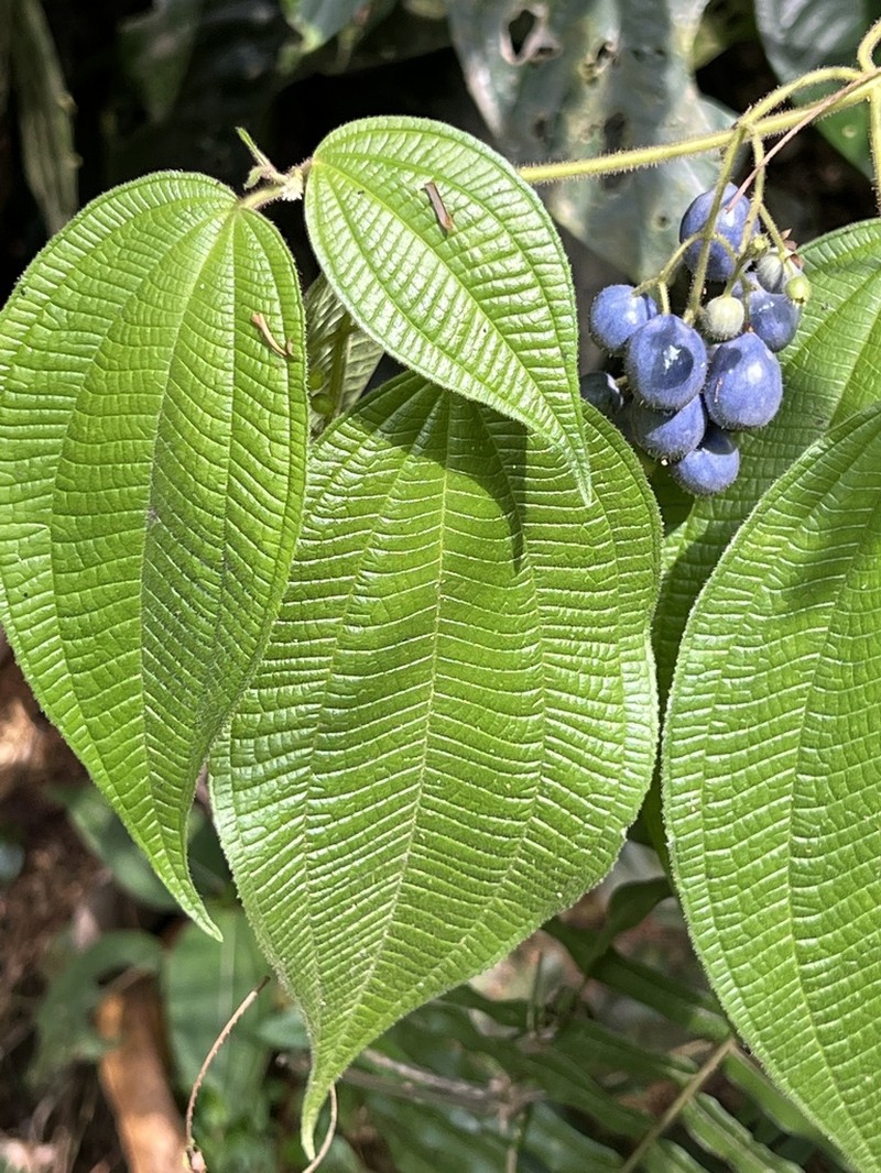 Miconia heteroclita photo 2