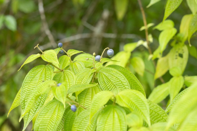 Miconia heteroclita photo 3