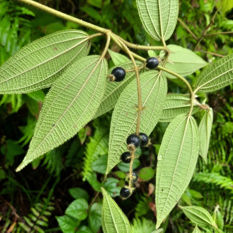 Miconia heteroclita photo 4