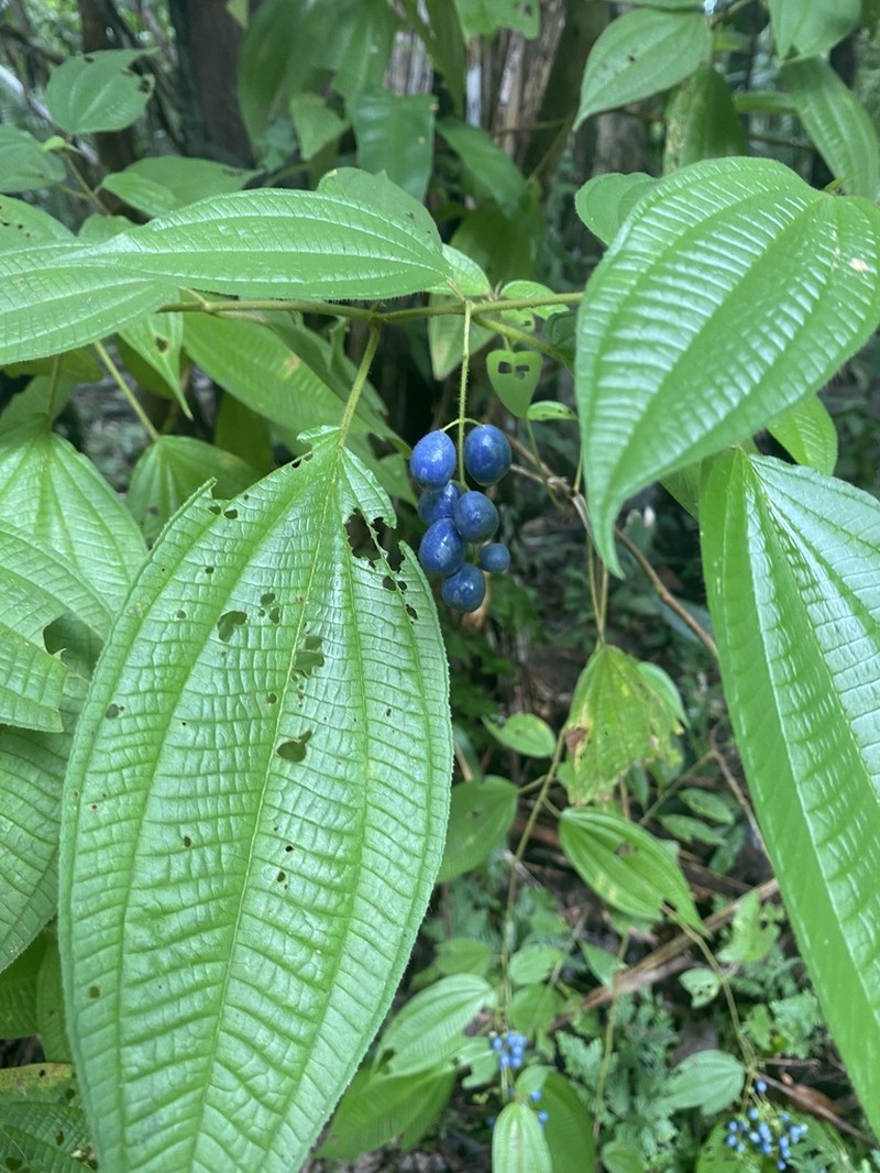 Miconia heteroclita photo 5