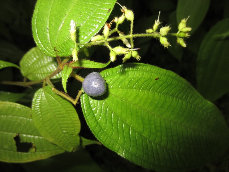 Miconia heteroclita photo 6