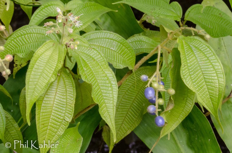 Miconia heteroclita photo 8