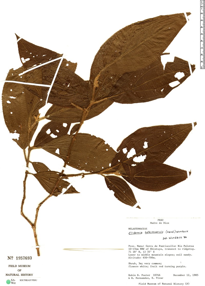 Miconia heteronervis