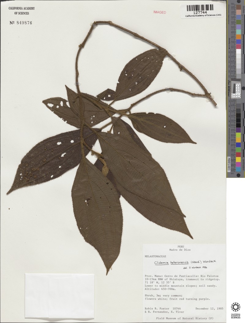 Miconia heteronervis photo 2