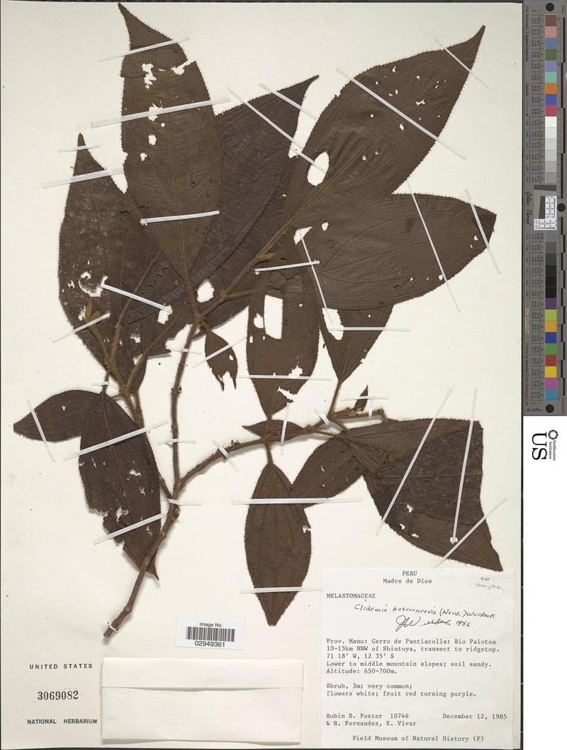 Miconia heteronervis photo 3