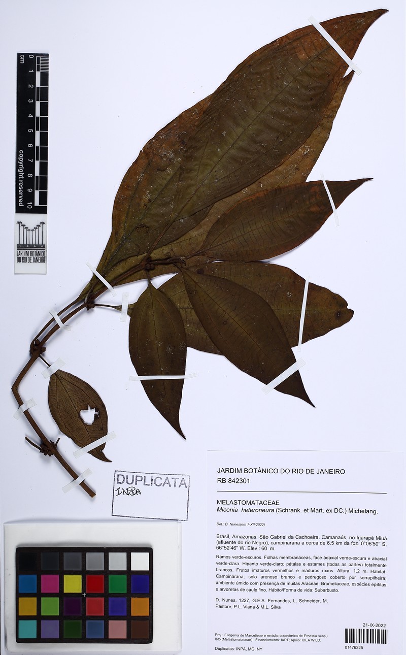 Miconia heteroneura
