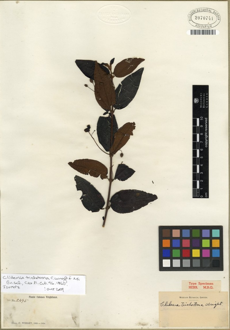 Miconia hirticalyx