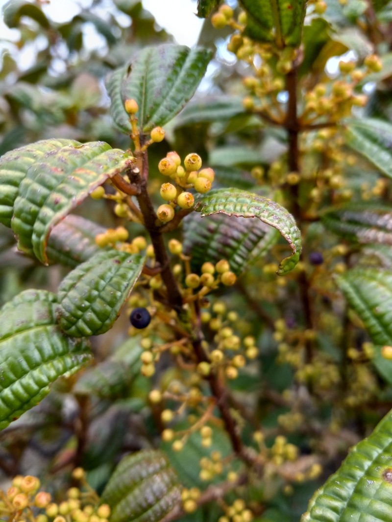 Miconia hirticaulis photo 2