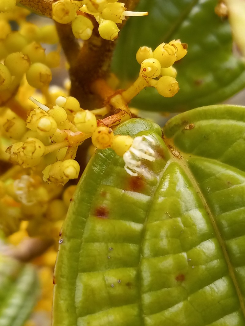 Miconia hirticaulis photo 3