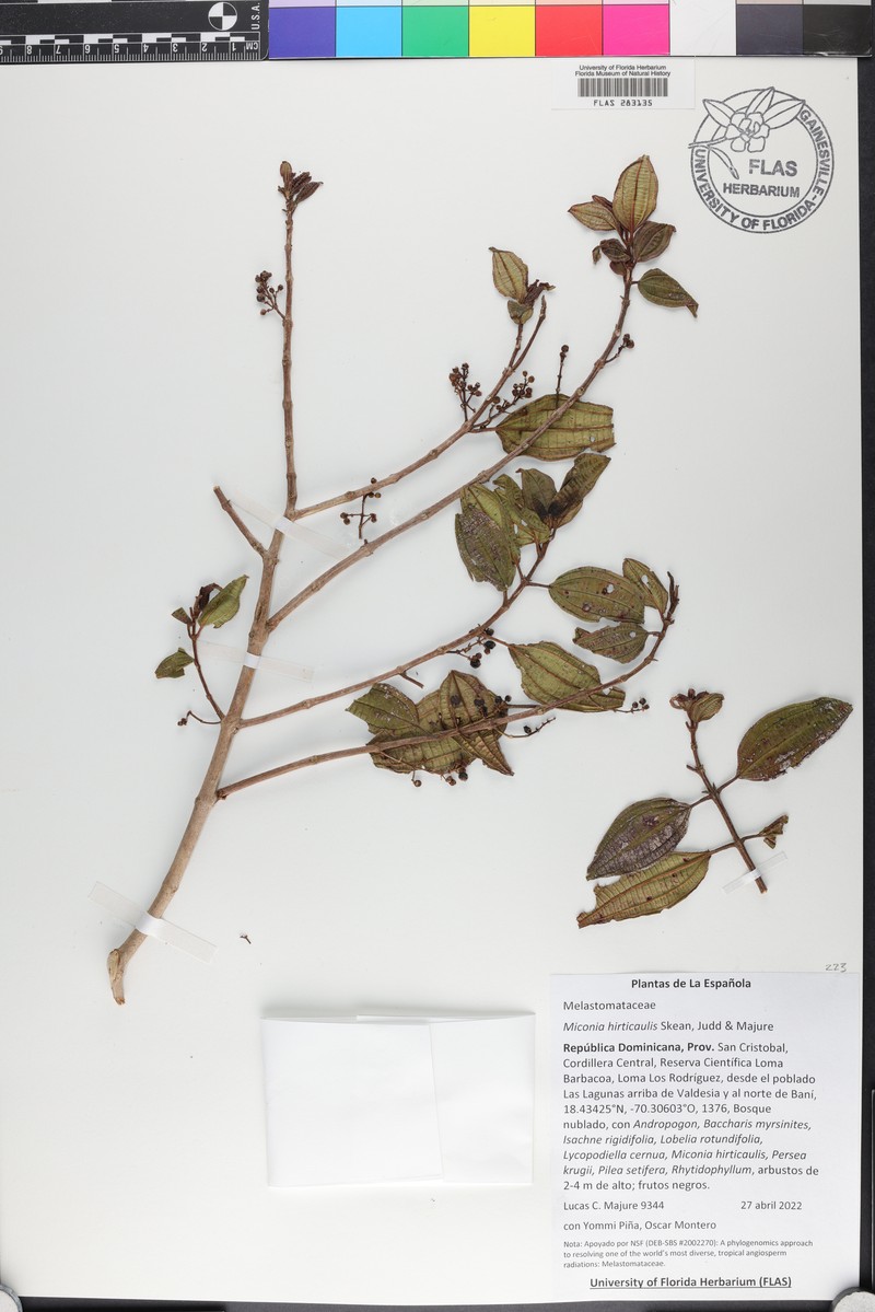 Miconia hirticaulis photo 4