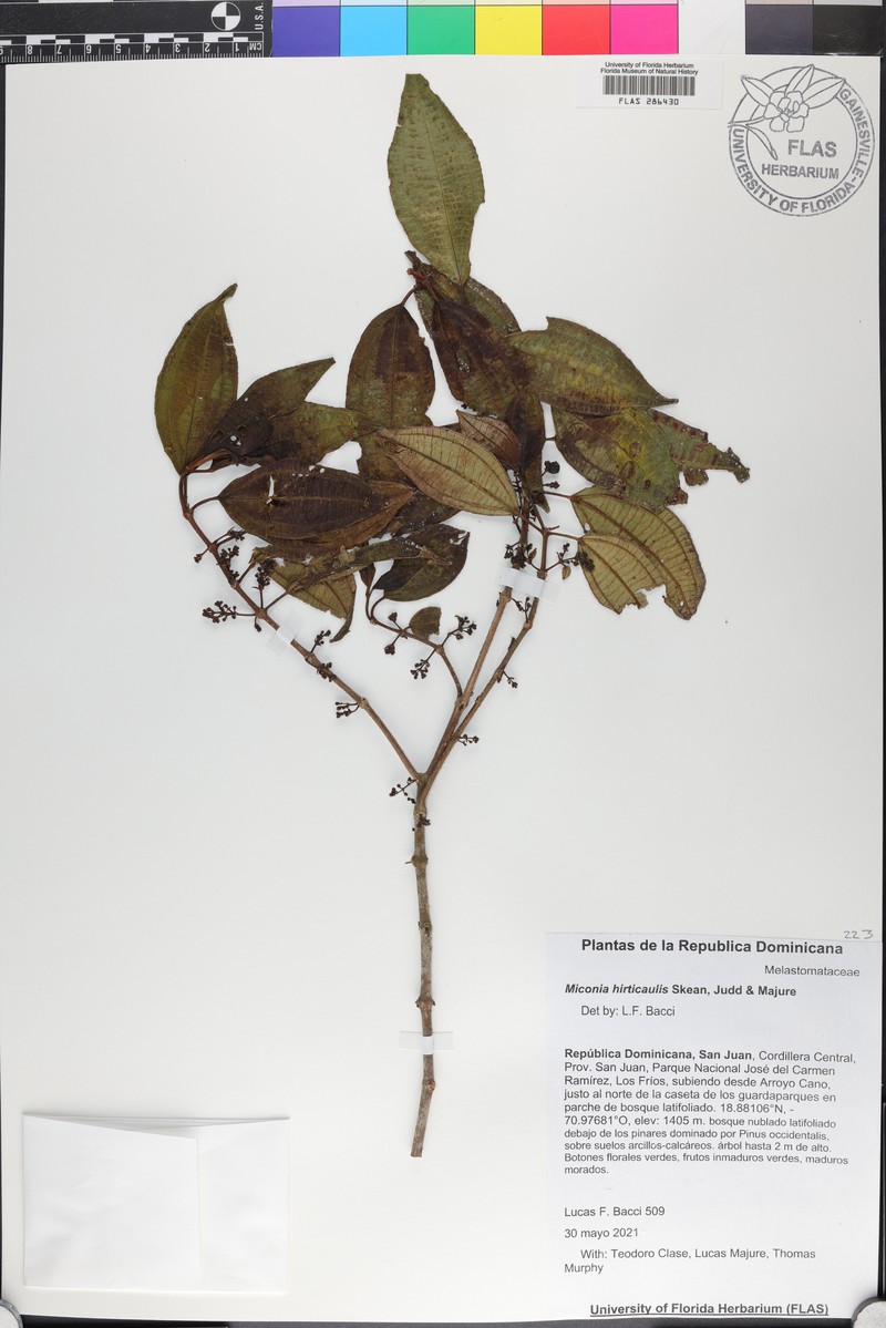 Miconia hirticaulis photo 5