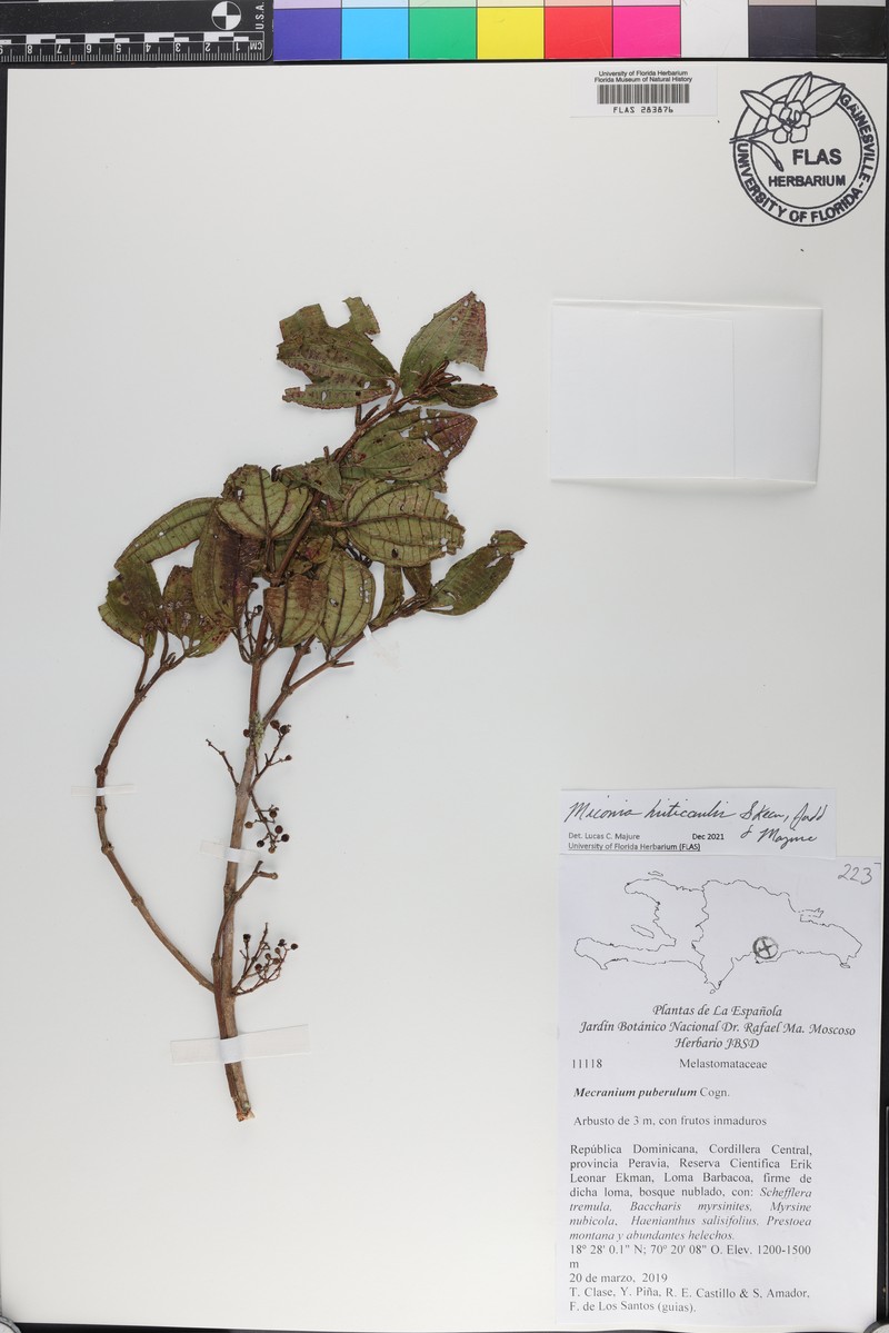 Miconia hirticaulis photo 6