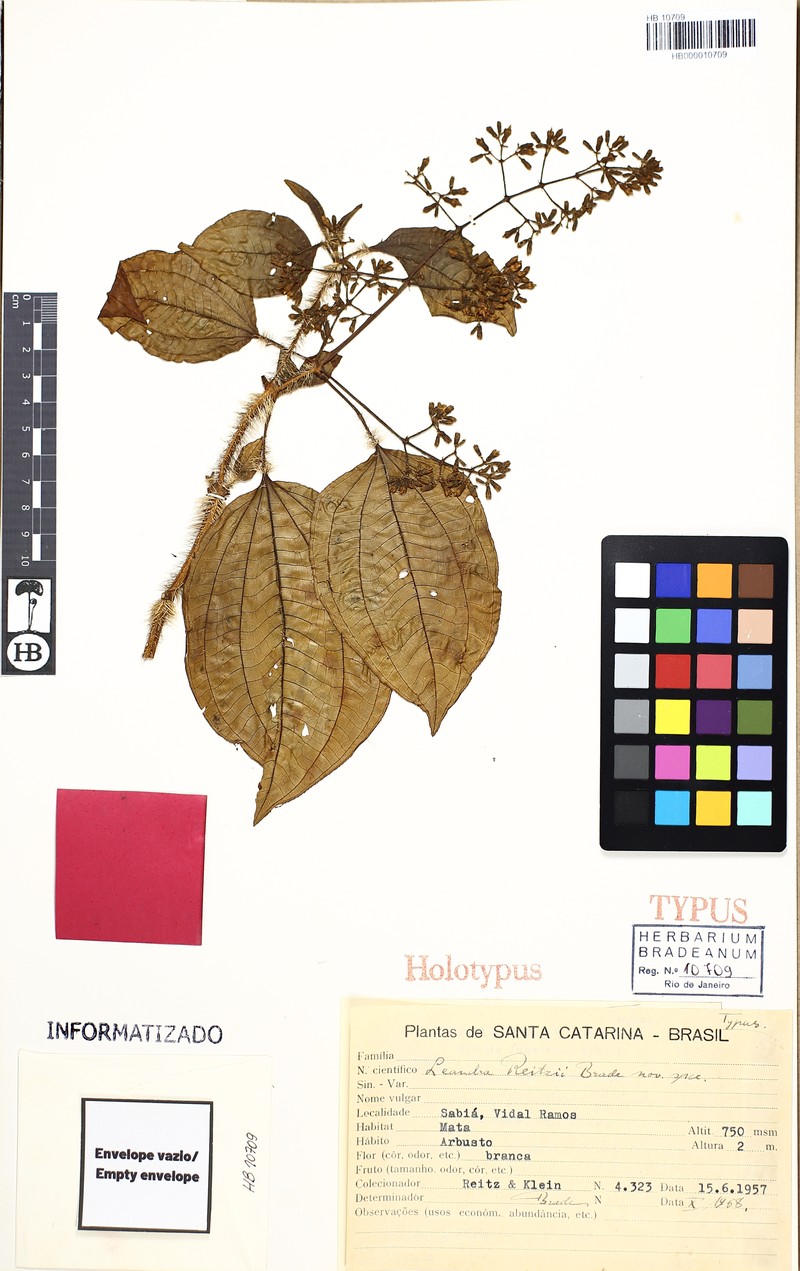 Miconia horrida
