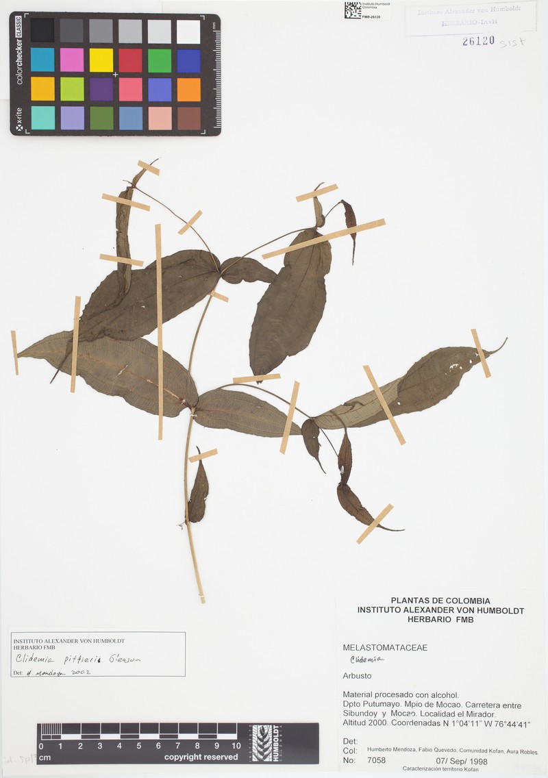 Miconia imparilis