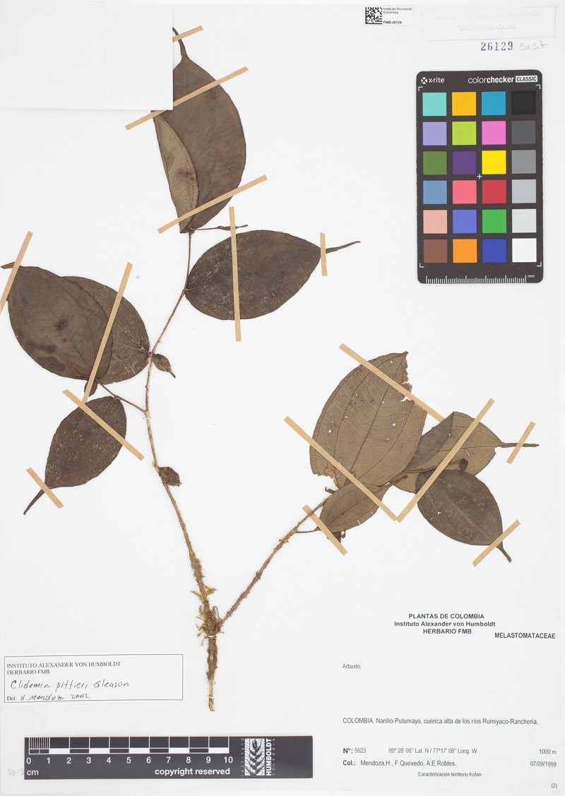Miconia imparilis photo 2