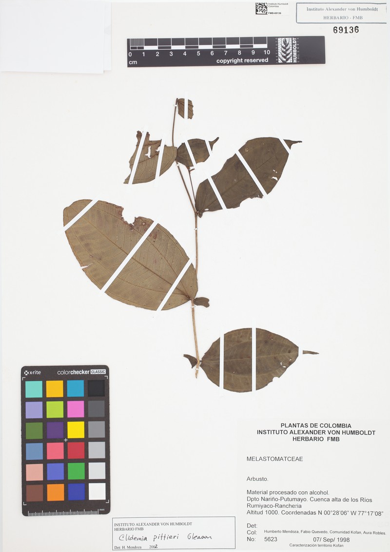 Miconia imparilis photo 3