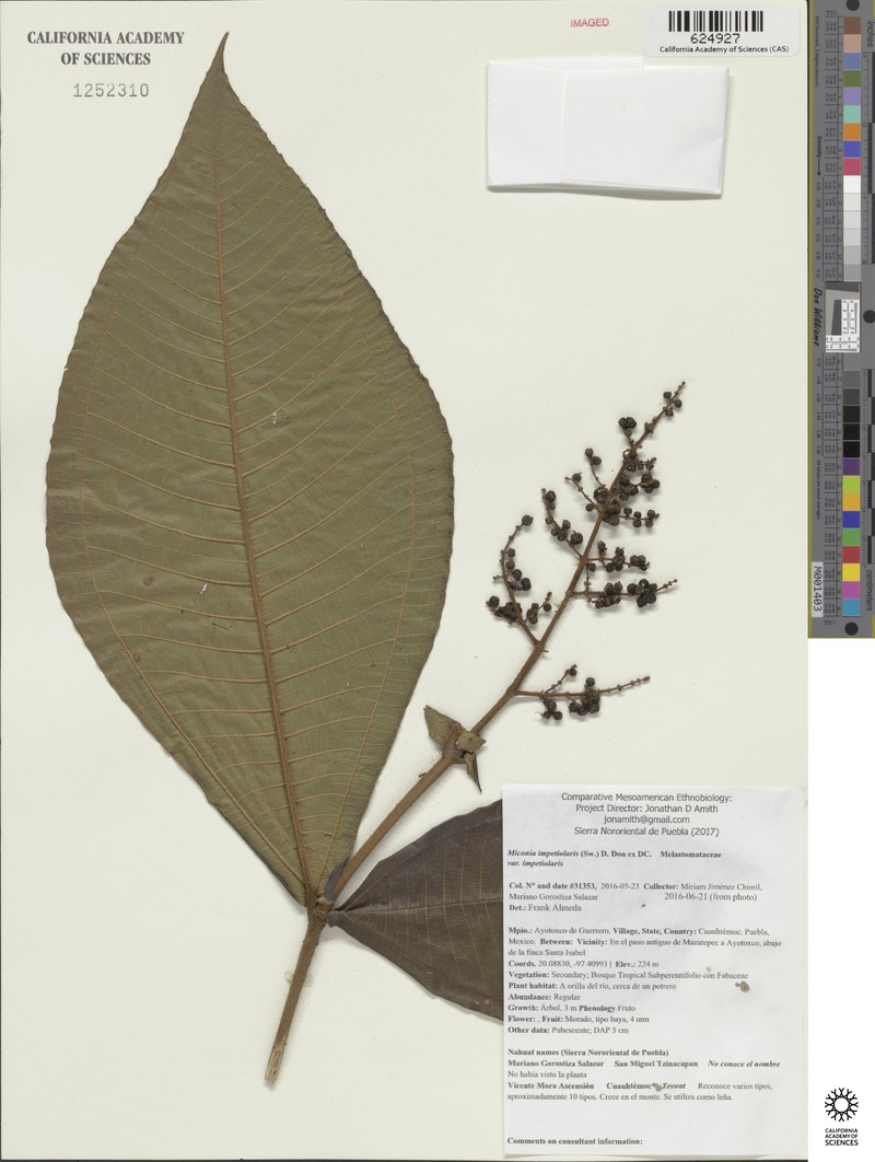 Miconia impetiolaris var. impetiolaris