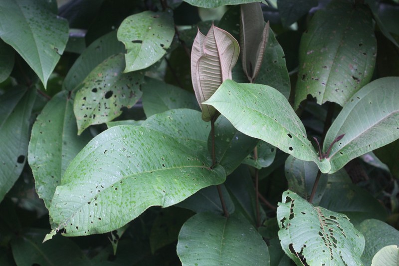Miconia impetiolaris var. impetiolaris photo 2