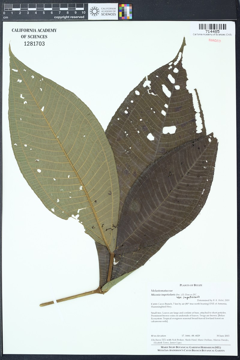 Miconia impetiolaris var. impetiolaris photo 3