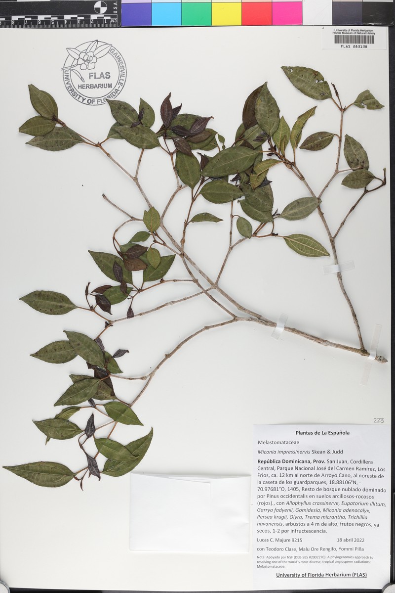 Miconia impressinervis