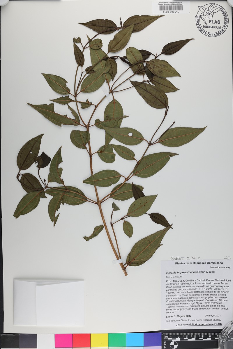 Miconia impressinervis photo 2