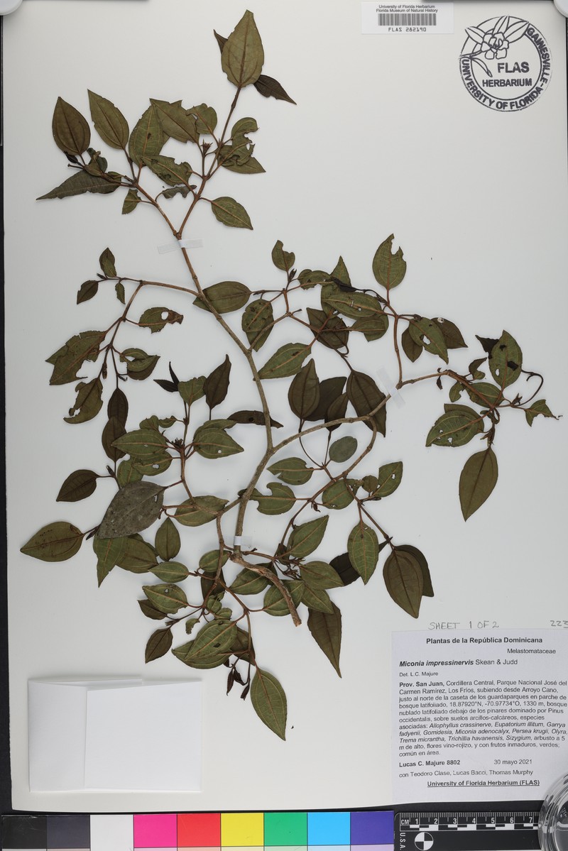 Miconia impressinervis photo 3