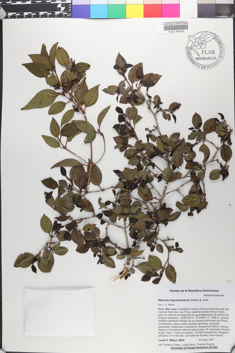 Miconia impressinervis photo 4