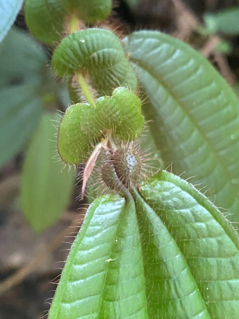 Miconia inobsepta