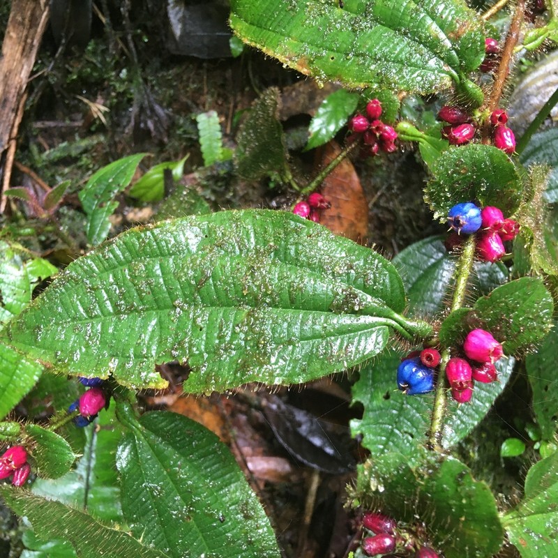 Miconia inobsepta photo 2