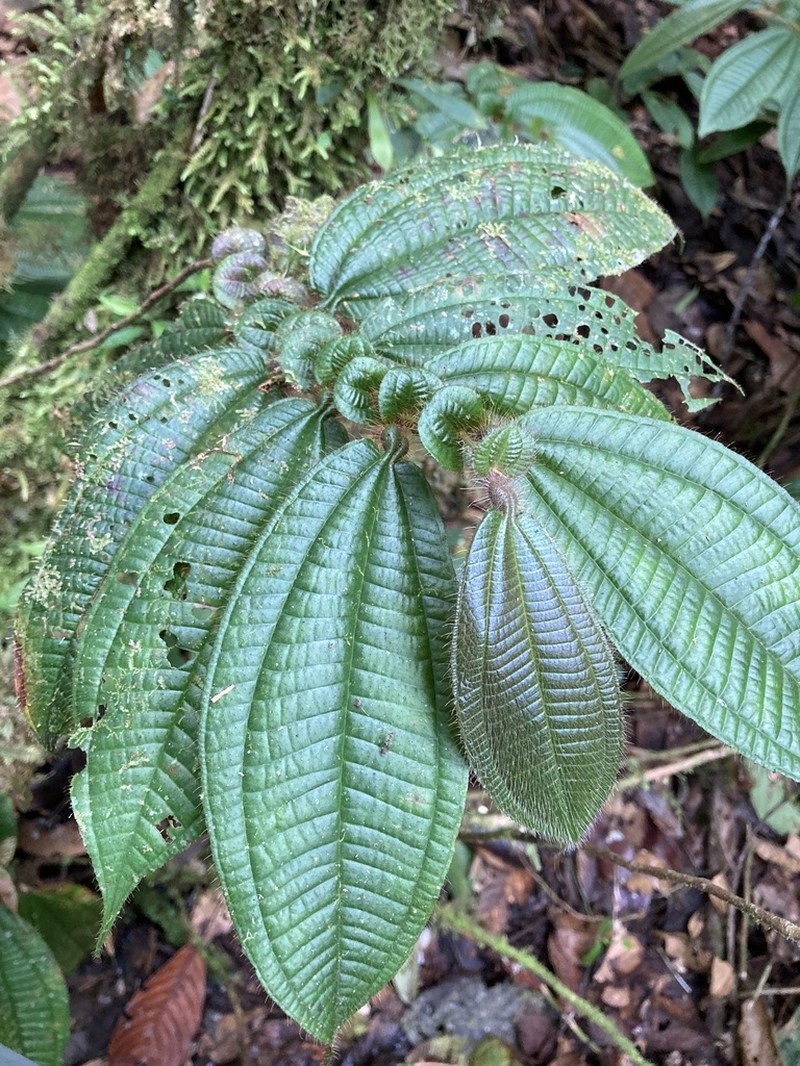 Miconia inobsepta photo 3