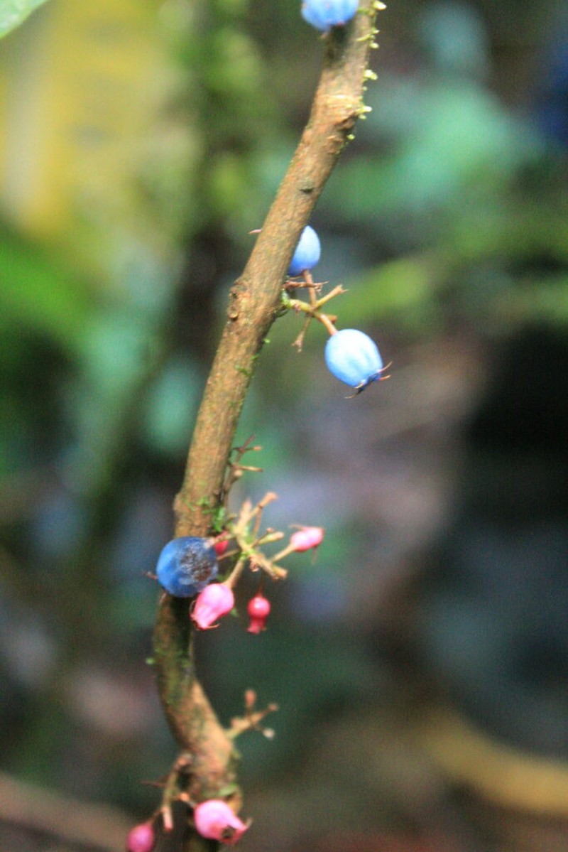 Miconia inobsepta photo 4