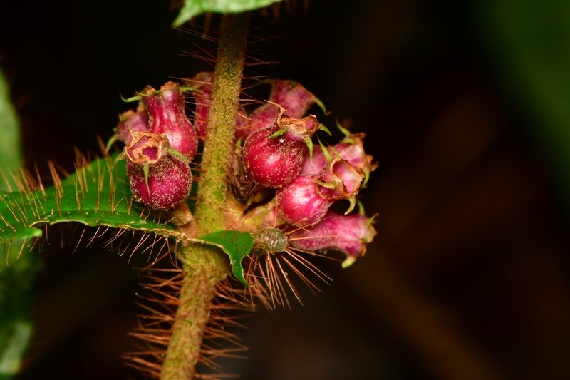 Miconia inobsepta photo 5