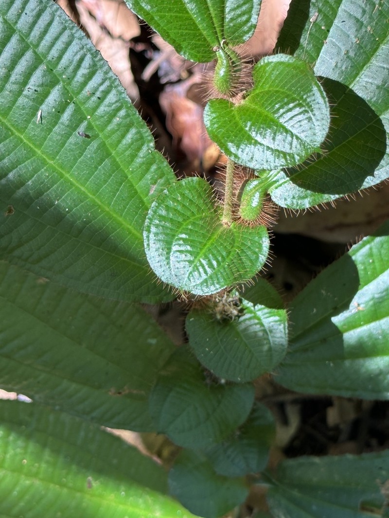 Miconia inobsepta photo 6