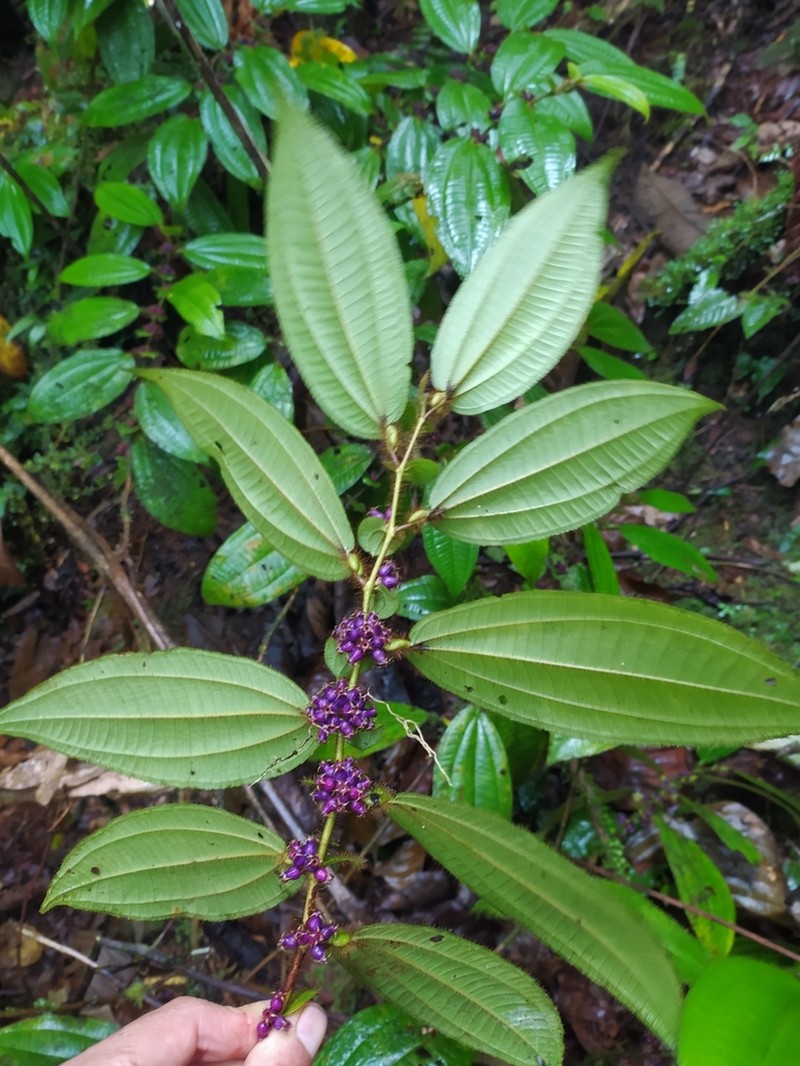 Miconia inobsepta photo 7