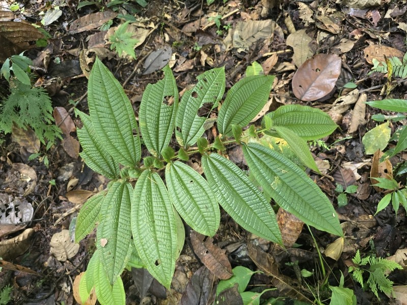 Miconia inobsepta photo 8
