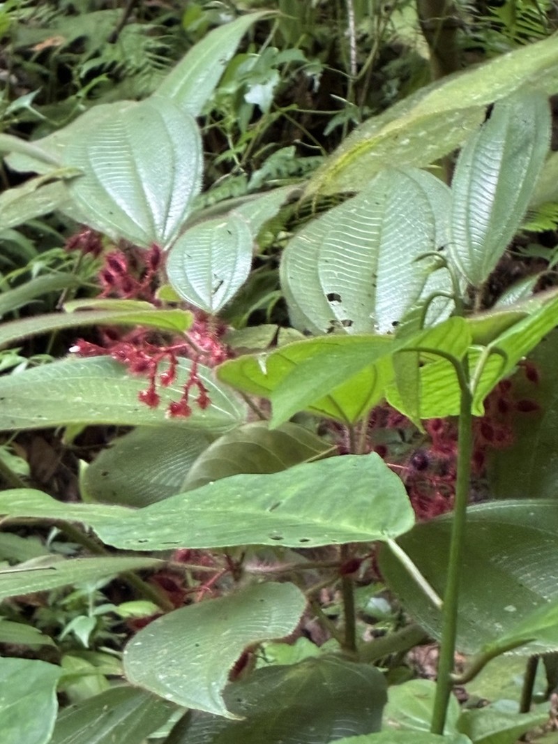 Miconia inopinata