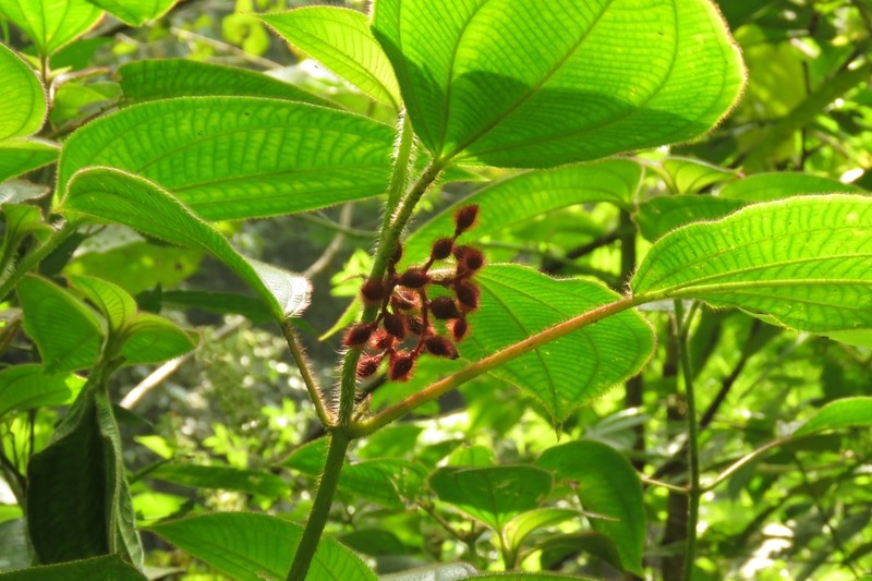 Miconia inopinata photo 2