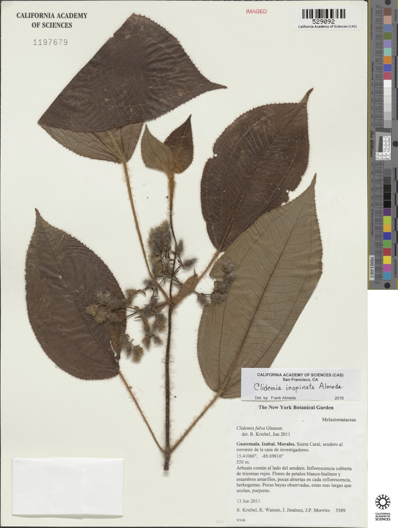 Miconia inopinata photo 3